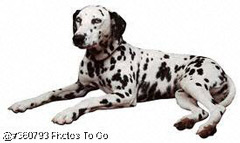 A dalmation; Size=240 pixels wide